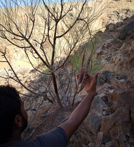 Native plants are particularly valuable and preferred as they are fully adapted to the climate and conditions around the Red Sea destination, both coastal and inland.
