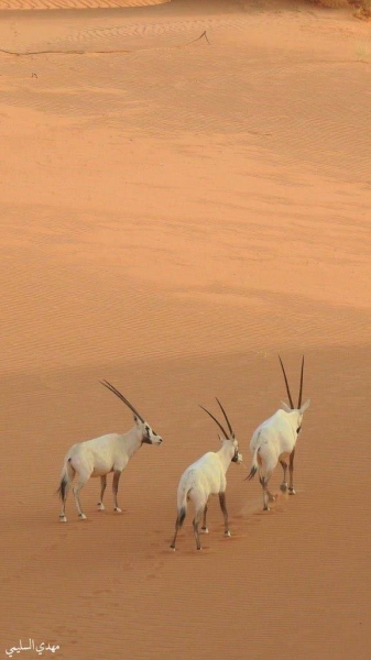 Uruq Bani Mu’arid Protected Area is located on the western edge of Ar-Rub‘ Al-Khali, south of the Tuwayq escarpment within the Riyadh and Najran regions, 700 km to the south of the capital city of Riyadh. —  Courtesy photo