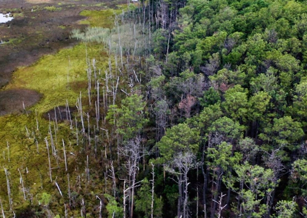 26 forward-looking companies, cities, and organizations across the US announced they will help combat extreme heat and wildfires, as well as other adverse effects of climate change, by conserving, restoring, and growing more than 855 million trees.