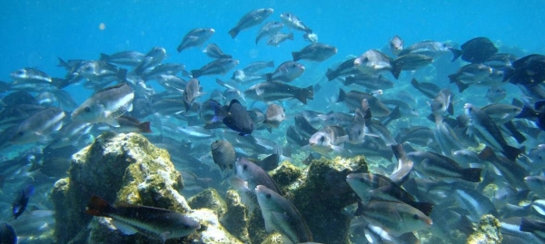 The report notes the importance of biodiversity in addressing climate change, and long-term food security, and concludes that action to protect biodiversity is essential to prevent future pandemics. — Courtesy photo