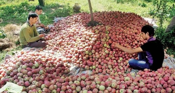 The apple industry brings about 100 billion rupees revenue to the union territory and provides livelihood to several thousand persons in the region as well as outside. — Courtesy photo
