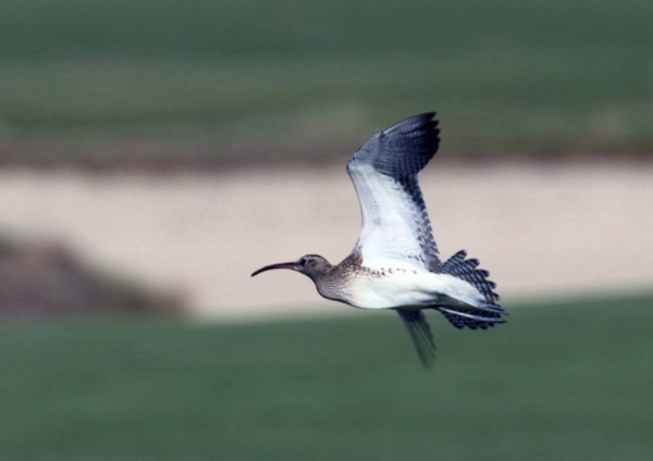 Steppe Whimbrel