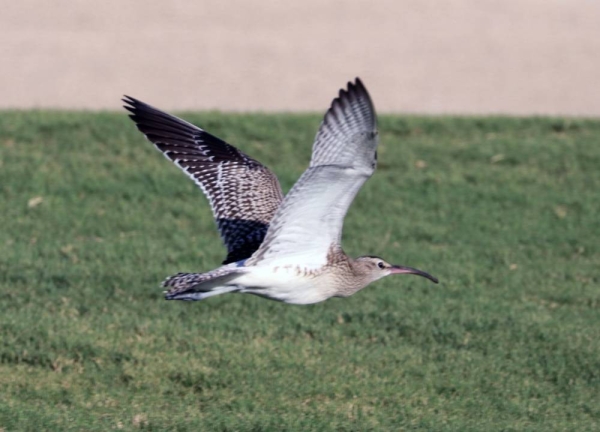 Steppe Whimbrel