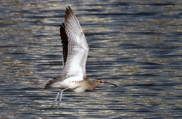 Steppe Whimbrel