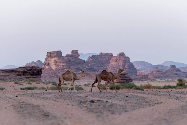 Historians describe Hisma as a region with full of Thamudic inscriptions dating back to more than 2,600 years, as well as Arab writings for the period before and after the emergence of Islam. — SPA photos