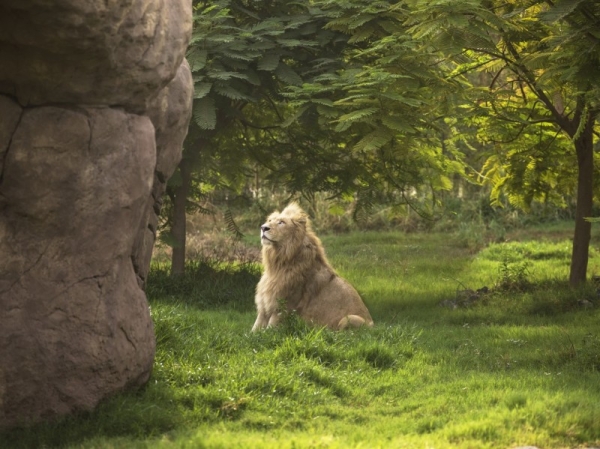 Dubai Municipality on Monday announced that the Dubai Safari Park will welcome visitors starting from Oct. 5, 2020, with a wide range of new interactive, educational, and entertainment experiences for visitors of all ages. — WAM photos