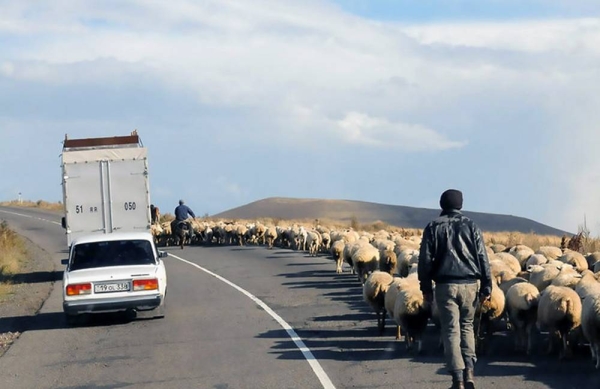 Shepherds herd sheep on the side of a road in Nagorno-Karabakh. – courtesy Unsplash/Lora Ohanessian