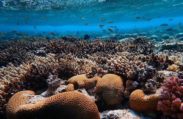 Red Sea coral — courtesy Francesco Ungaro