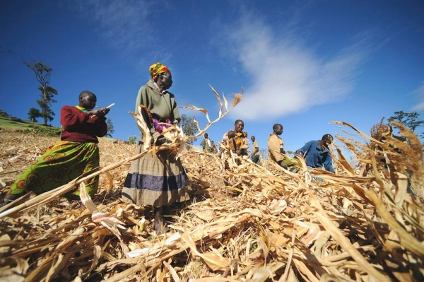 The World Food Program (WFP) assists local farmers with maize crops in Kapchorwa, Uganda. — courtesy WFP/Vanessa Vick