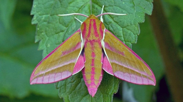Moths are crucial for the pollination process. — courtesy Keith Warmington