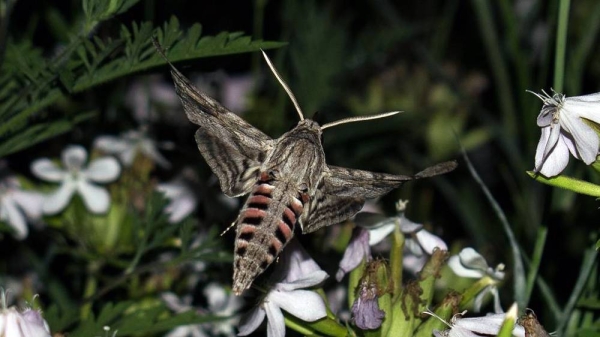 Moths are crucial for the pollination process. — courtesy Keith Warmington