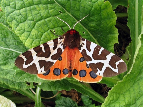 Moths are crucial for the pollination process. — courtesy Keith Warmington