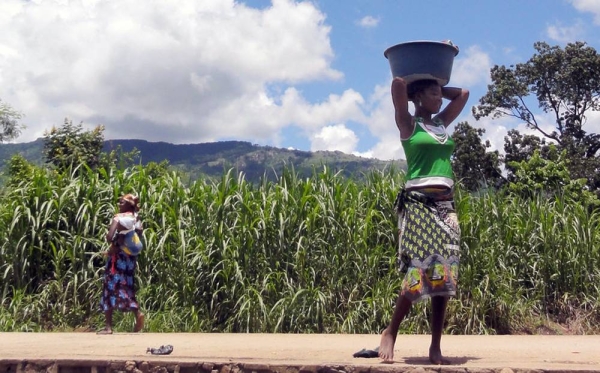 Drought in Africa will adversely impact the productivity of major cereal crops, says a report launched by WMO today. — courtesy WMO/Cornel Vermaak
