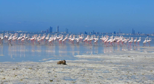 EAD discusses system and objectives of marine reserves management and introduces the most important environmental aspects and components of marine reserves in Abu Dhabi.