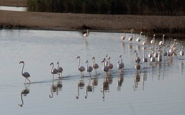 EAD discusses system and objectives of marine reserves management and introduces the most important environmental aspects and components of marine reserves in Abu Dhabi.