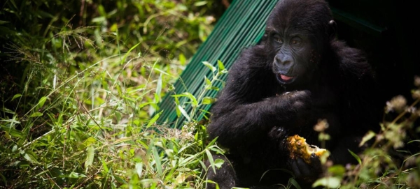 An orphaned gorilla released in its new habitat, in eastern Democratic Republic of Congo. Healthy gorilla populations are becoming increasingly isolated due to habitat loss and conflict across the region. — Courtesy photo