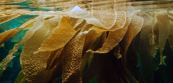 Kelp, a type of seaweed, can be fed to animals and could help to reduce greenhouse gas emissions. — courtesy Unsplash/Shane Stagner