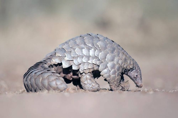 A new initiative involving 20 of the world’s leading conservation organizations Friday issued an unprecedented joint declaration to the G20 calling for urgent action to invest in nature to protect biodiversity and reduce the risk of future pandemics.