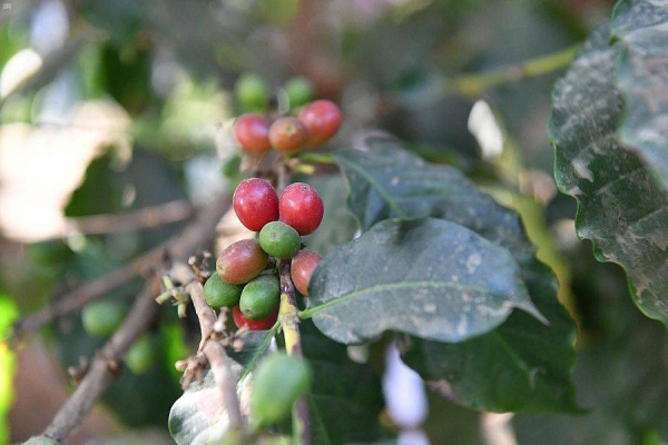 Over 1,000 farmers engaged in annual 
Khawlani coffee harvesting in Jazan