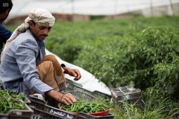  In cooperation with the King Salman Humanitarian Aid and Relief Center (KSRelief), the United Nations Development Program has launched a nine-month training program to enable more than 900 individuals in various Yemeni governorates to acquire new skills in various fields that would ensure their entry into the labor market.