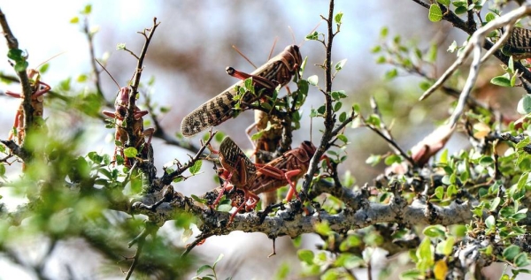 Locusts continue to threaten the livelihoods of people in the Horn of Africa. — courtesy FAO/Haji Dirir