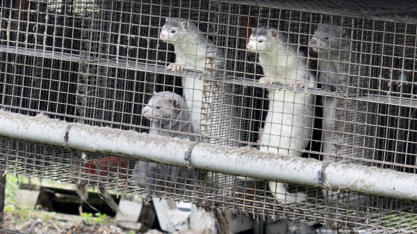 Polish scientists have identified the first cases of coronavirus in mink at a farm in the north of the country. 