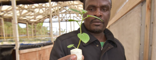 Rwandan entrepreneur Apollinaire Karegeya is growing potatoes without soil and with little water. — Courtesy photos