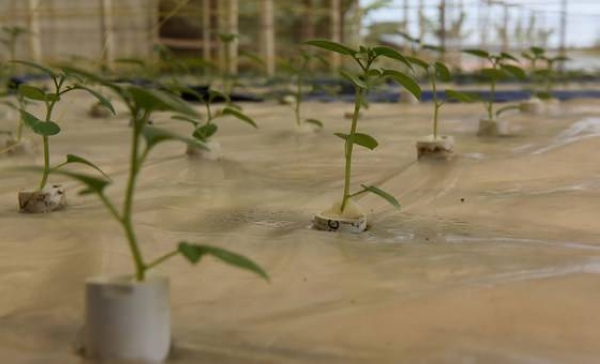 Rwandan entrepreneur Apollinaire Karegeya is growing potatoes without soil and with little water. — Courtesy photos