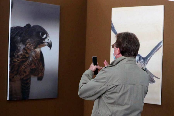 French Ambassador Ludovic Pouille seen holding a falcon during his visit to the King Abdulaziz Falconry Festival on Saturday.