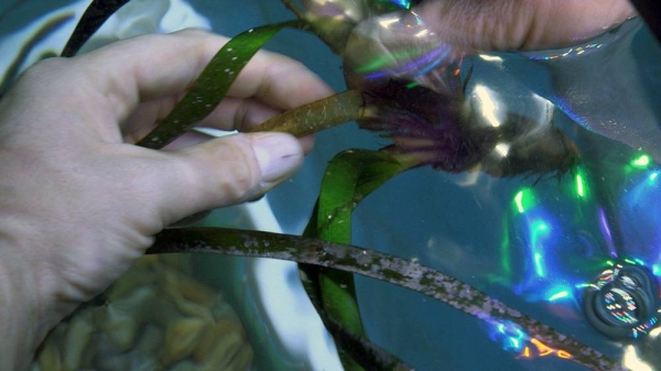 Posidonia Oceanica is an endangered seagrass species endemic to the Mediterranean Sea. — courtesy Euronews