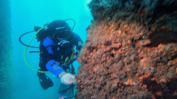 Posidonia Oceanica is an endangered seagrass species endemic to the Mediterranean Sea. — courtesy Euronews