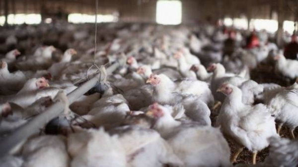 The UAE environment ministry has issued nine resolutions banning the import of birds and their by-products from areas that recorded outbreaks of highly pathogenic avian influenza in November and December 2020 as per notifications from the OIE. — Courtesy photo 