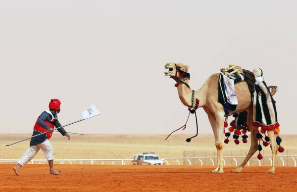 The King Abdul Aziz Camel Festival (KAACF) recently organized the “Tack up & Race” competition in Al Sayahid Al Janoubia, northeast of Riyadh.