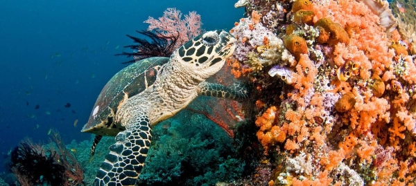 A turtle swims in a coral reef in the Maldives in this file courtesy photo. 