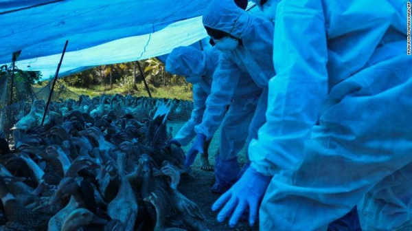 Health workers begin culling ducks after avian flu was detected among domestic birds in Alappuzha district, Kerala state, India, in this file picture. — Courtesy photo
