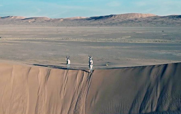 In cooperation with the National Center for Wildlife, the Saudi Tourism Authority announced the launch of new tourism packages as part of the Saudi Arabian Winter Season to offer tourists the opportunity to enjoy three nature reserves.
