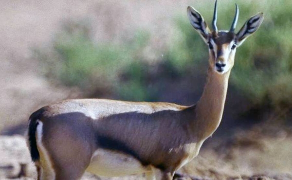 In cooperation with the National Center for Wildlife, the Saudi Tourism Authority announced the launch of new tourism packages as part of the Saudi Arabian Winter Season to offer tourists the opportunity to enjoy three nature reserves.