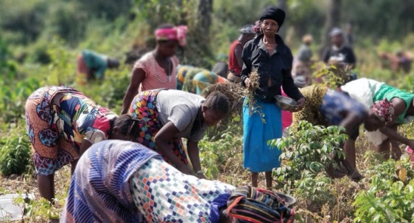 Women farmers in Sierra Leone are being encouraged to take on leadership roles in peacebuilding. — courtesy FAO/Momodu Deen Swarray