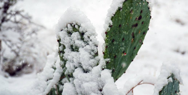 The US state of Texas endured unseasonably freezing temperatures in February 2021. — courtesy Unsplash/Thomas Park