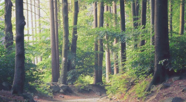 A forest path. — courtesy Unsplash/Lukasz Szmigiel