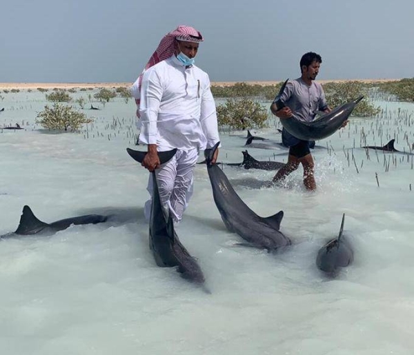 Stranded dolphins moved back to sea at Ras Al-Shabaan in Umluj