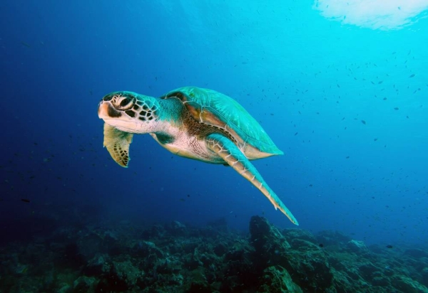 Green sea turtle swimming above a coral reef