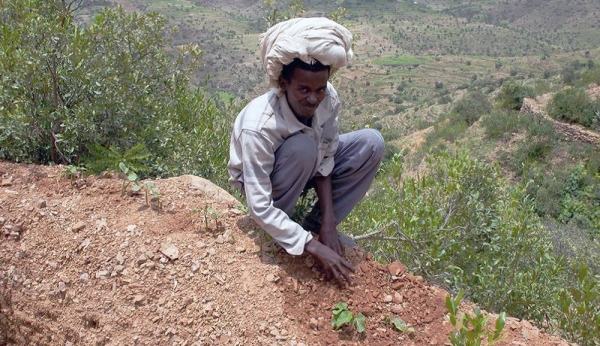 A man planting a tree in Ethiopia, Tigray region, Kola District. In Ethiopia, Tigray region, as part of the World Bank funded Sustainable Land Management Program, the whole community works relentlessly to prevent erosion and land degradation by planting local species of trees. — courtesy Andrea Borgarello / World Bank