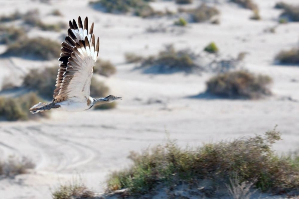 Displaying male houbara in the wild