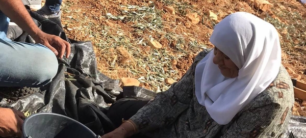 A Palestinian woman harvests olives in the occupied Palestinian territory. — Courtesy file photo