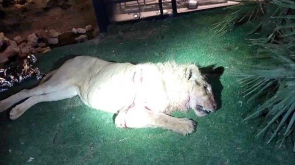 The National Center for Wildlife (NCW) stressed that breeding and owning predatory animals in general is in violation of the Environment Regulations.