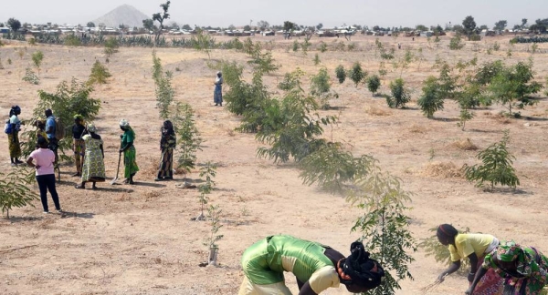 Refugees in Minawao, in northeastern Cameroon, plant trees in a region which has been deforested due to climate change and human activity. — courtesy UNHCR/Xavier Bourgois