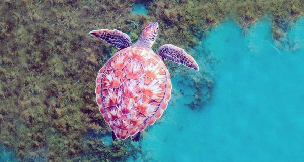 A turtle swims in the ocean in Martinique in the Caribbean. — courtesy Coral Reef Image Bank/Michele Roux