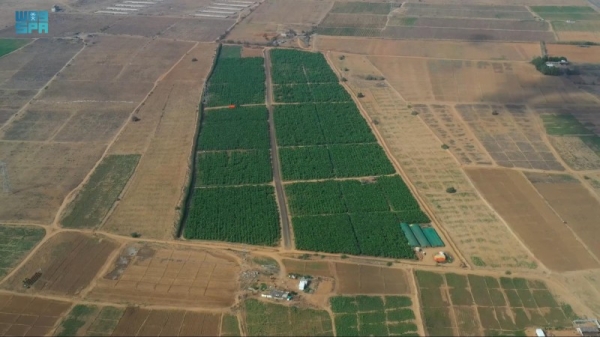  Zulaikha A-Kaabi managed to achieve resounding success by planting as many as 100,000 banana trees. — SPA photo
