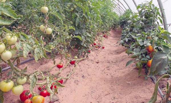 Al-Qassim region agricultural products are estimated at 1,225,227 tons, representing the production of farms in the area exceeded 94,923 hectares.